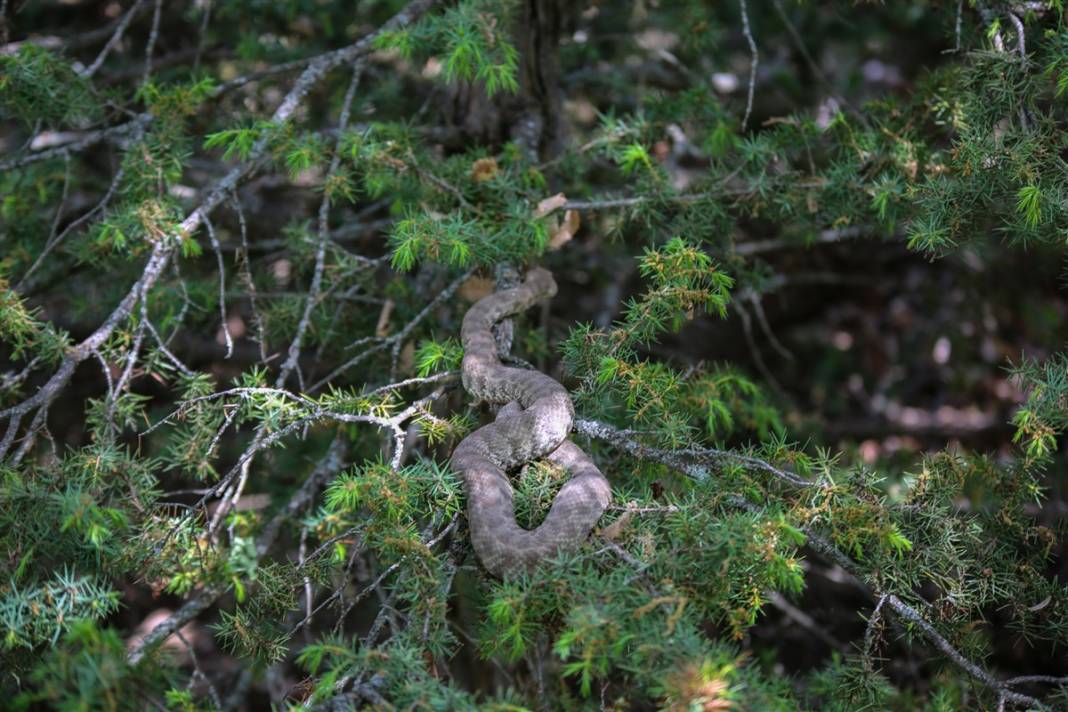 Türkiye'de görüldü! Koca engerek paniği 4